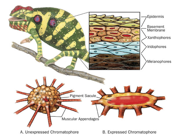 Tetrapoda