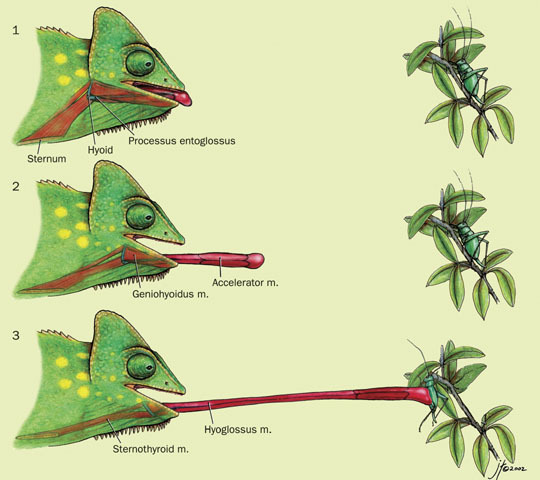 Eumetazoa