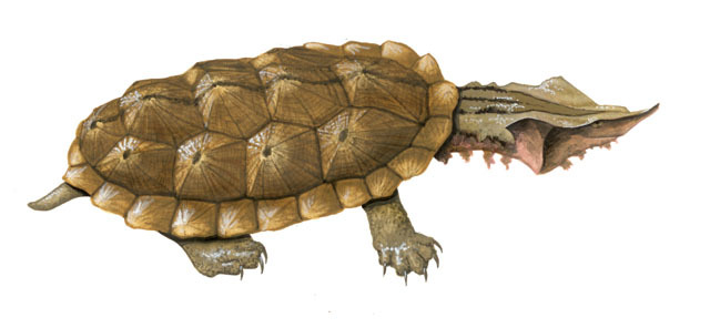 Deuterostomia