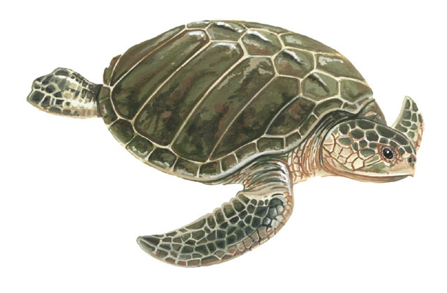 Lepidochelys_kempii