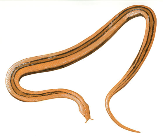 Deuterostomia