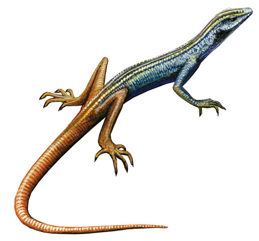 Platysaurus_capensis