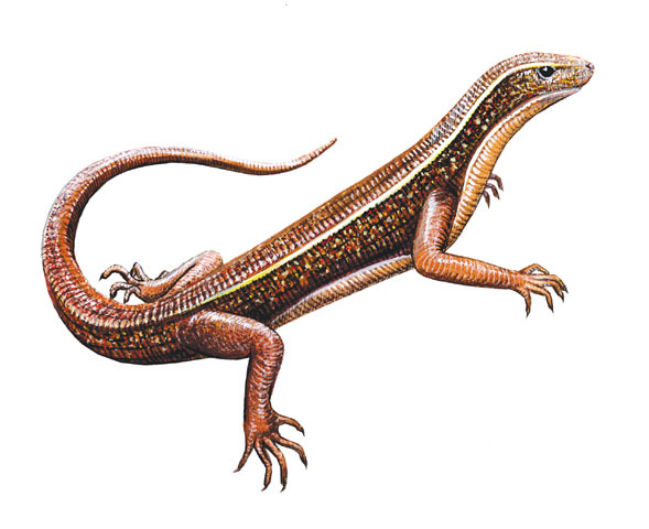 Zonosaurus_madagascariensis