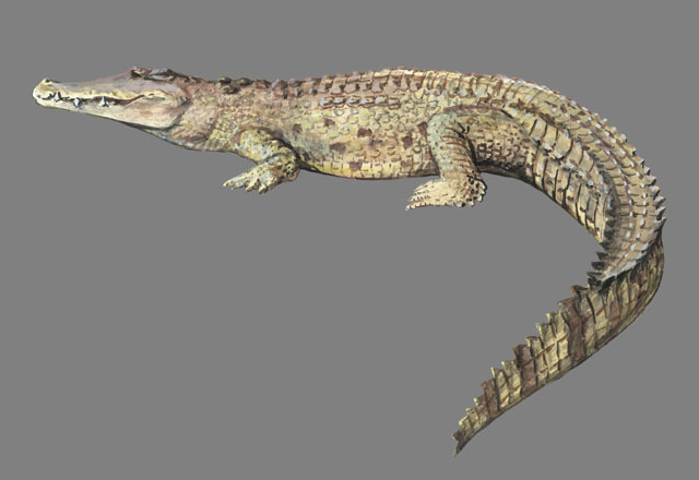 Crocodylus niloticus