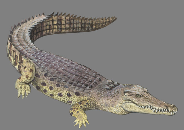 Crocodylus_porosus