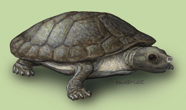 Deuterostomia