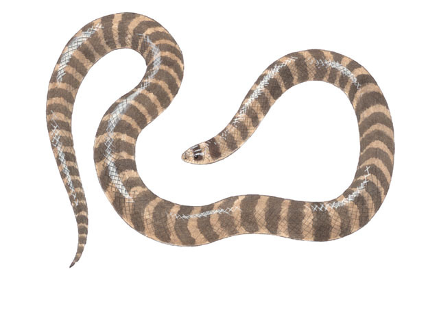 Simoselaps_semifasciatus