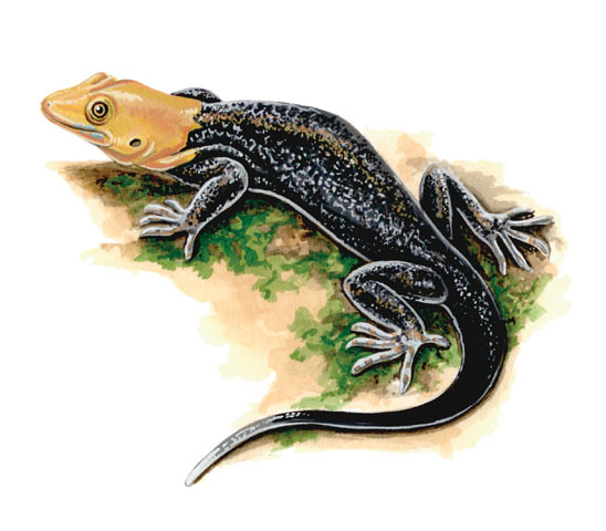 Deuterostomia