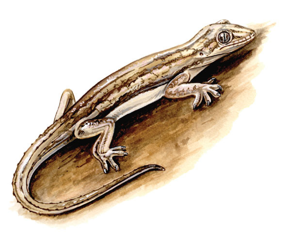 Vertebrata