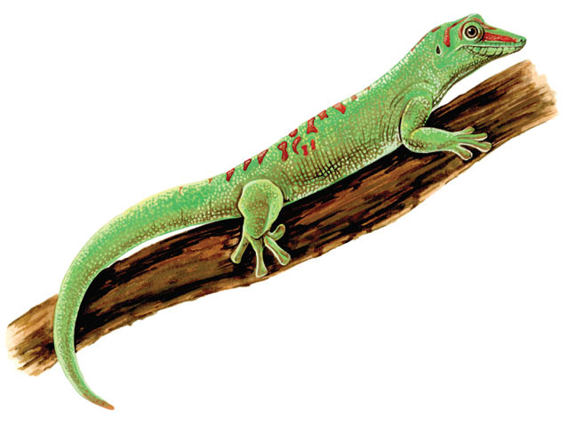 Phelsuma madagascariensis