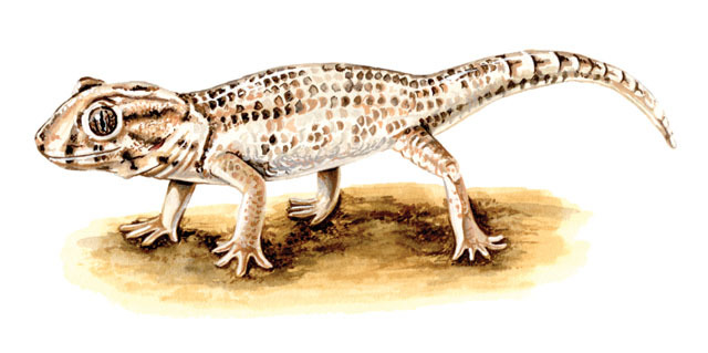 Squamata