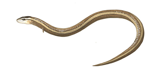 Sarcopterygii