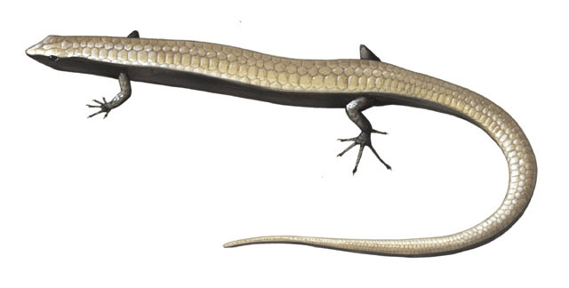 Euteleostomi