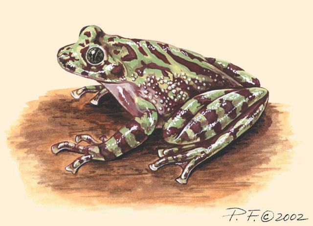 Photo of Heleophryne rosei