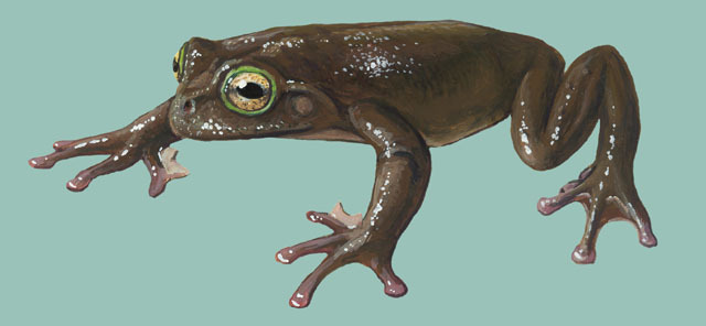 Deuterostomia