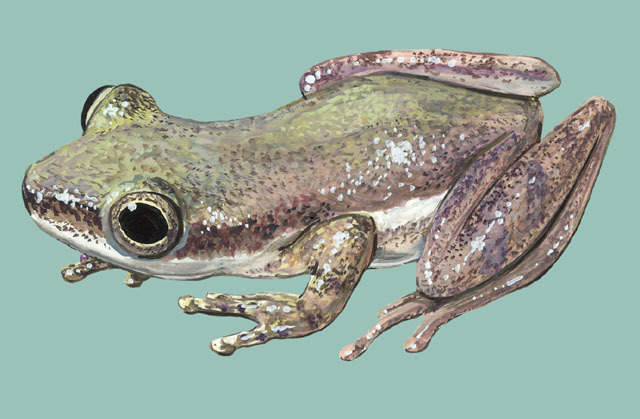 Deuterostomia