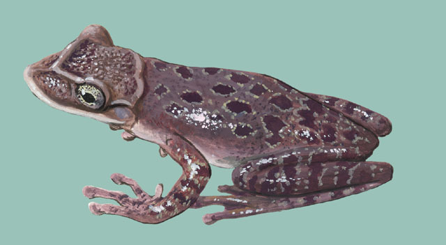 Deuterostomia