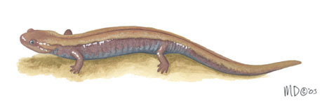 Euteleostomi