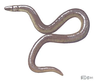 Ichthyophis_orthoplicatus