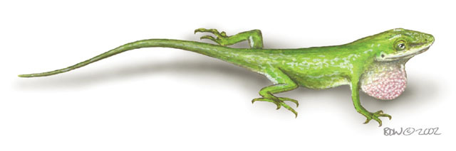 Anolis_carolinensis