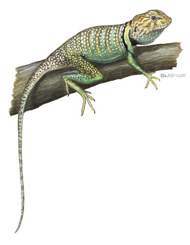 Sarcopterygii