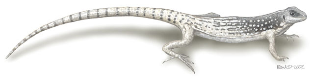 Dipsosaurus_dorsalis