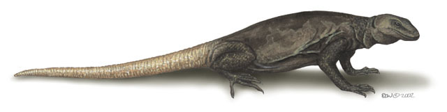 Sauromalus_obesus