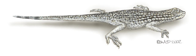 Vertebrata