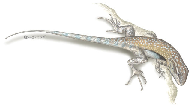 Deuterostomia