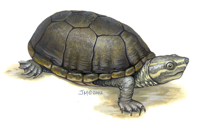 Sternotherus_odoratus