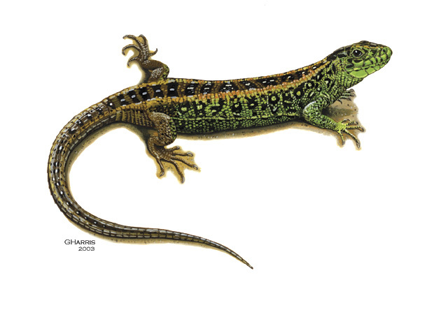 Lacerta_agilis