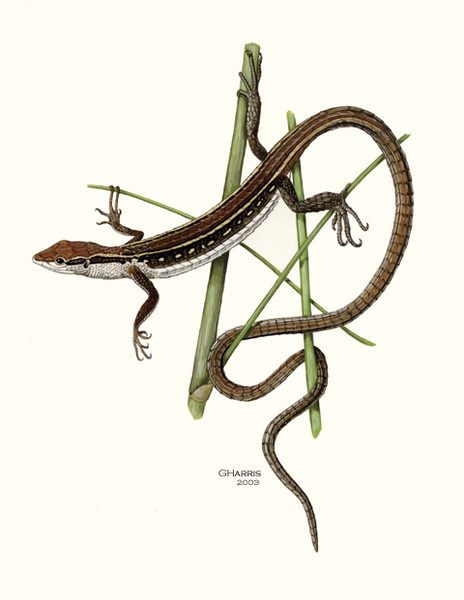 Takydromus_sexlineata