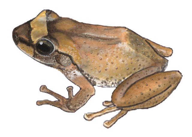 Eumetazoa