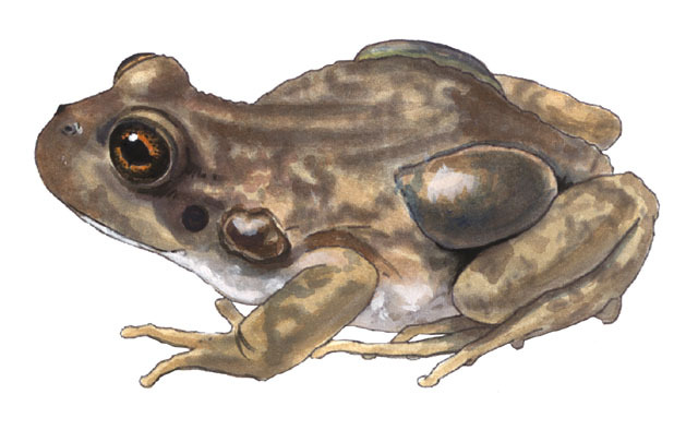 Eumetazoa