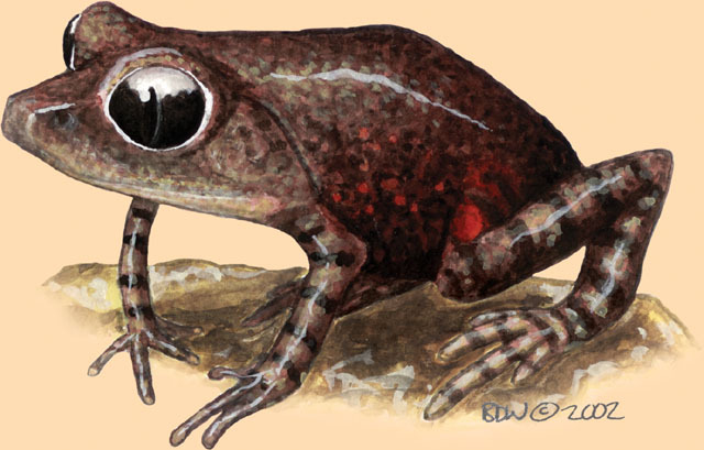 Tetrapoda