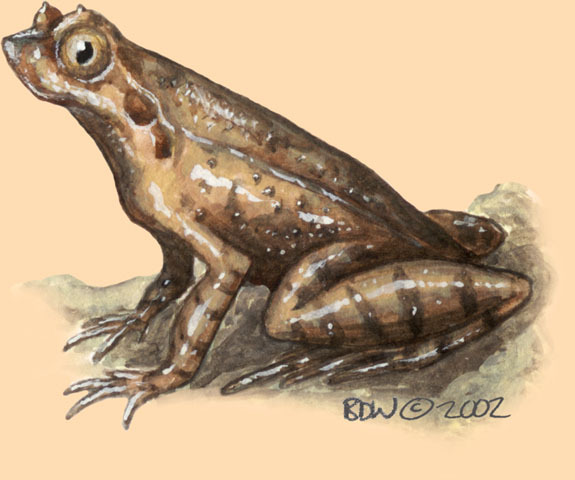 Xenophrys_parva