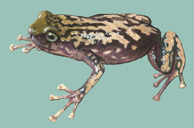 Amphibia