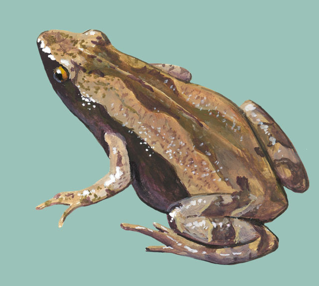 Lissamphibia