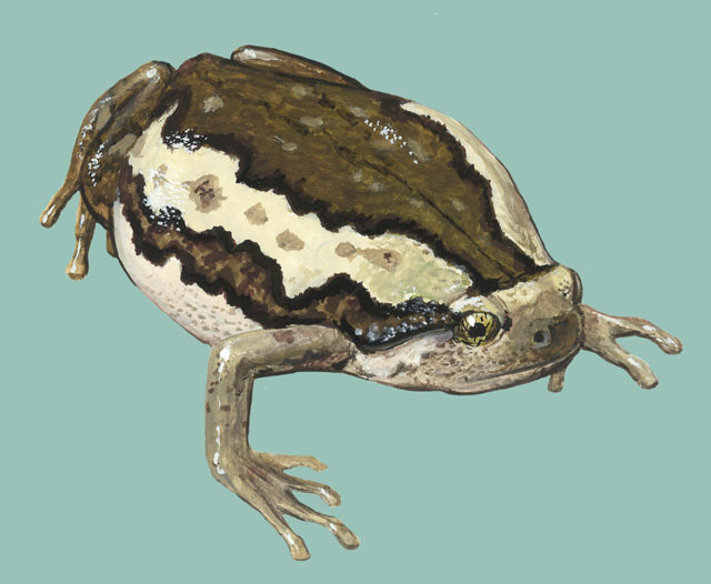 Eumetazoa