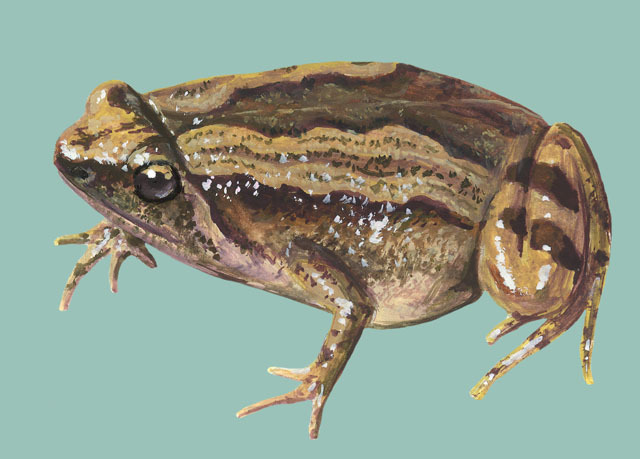 Tetrapoda