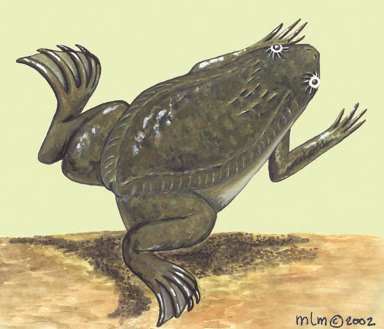 Deuterostomia