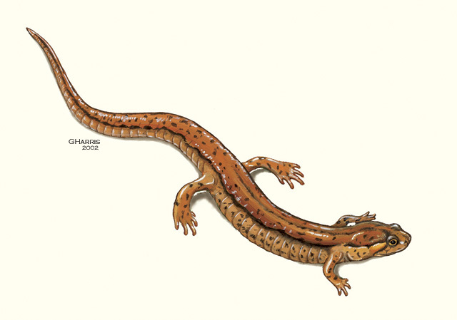 Desmognathus_fuscus