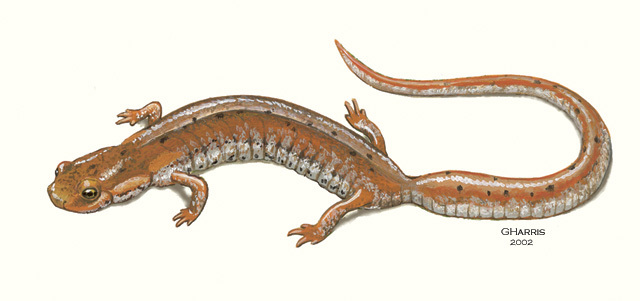 Deuterostomia