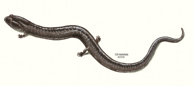 Phaeognathus_hubrichti