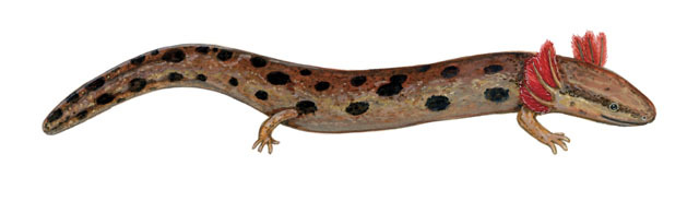 Necturus_lewisi