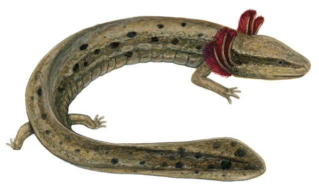 Necturus_maculosus