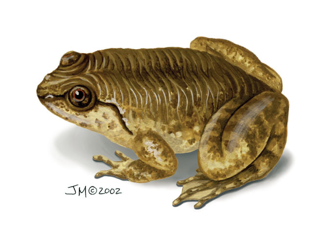 Lankanectes_corrugatus