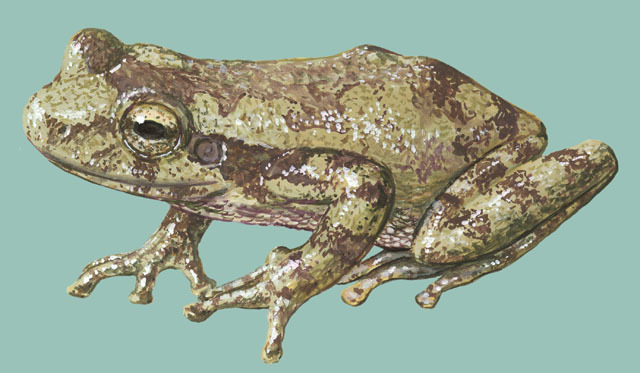 Tetrapoda