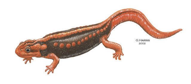 Deuterostomia