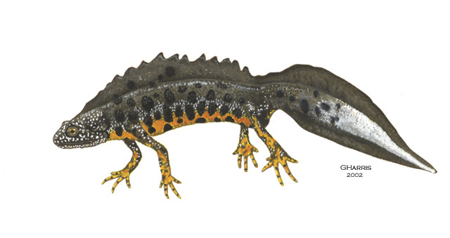 Triturus_cristatus